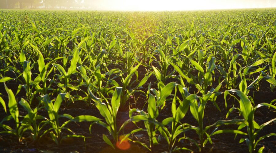 Śrutownik do kukurydzy – kluczowe urządzenie w gospodarstwie rolnym