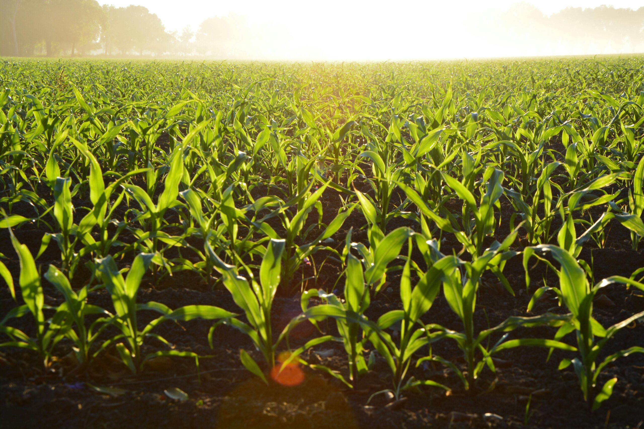 Śrutownik do kukurydzy – kluczowe urządzenie w gospodarstwie rolnym